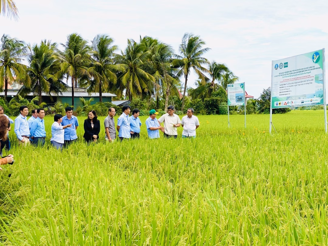 Việt Nam xuất khẩu gạo phát thải thấp sang Nhật, sắp sang Úc Gạo Việt xanh, phát thải thấp đi thẳng vào Nhật Bản, thị trường khó tính nhất thế giới