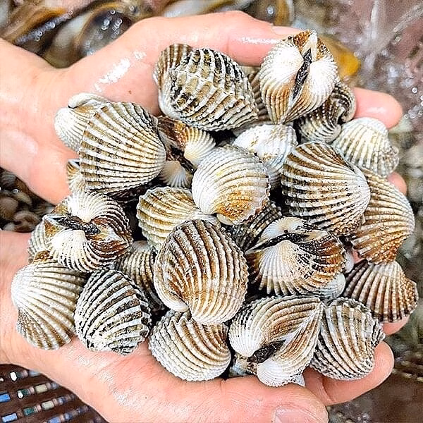 Xuất khẩu nhuyễn thể có vỏ sang Trung Quốc tăng mạnh