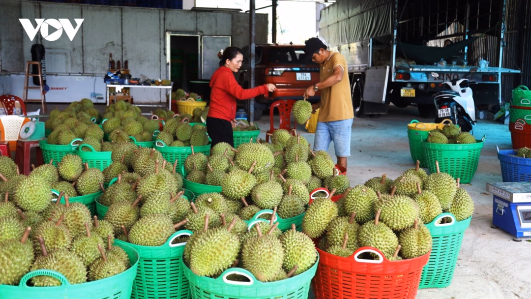 Xuất khẩu sầu riêng Khánh Sơn: Tìm lối đi bền vững