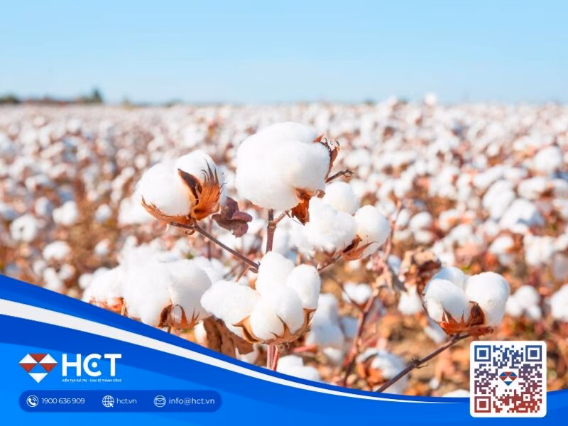 Giá bông tăng nhẹ, thị trường chờ tín hiệu từ hiệp định thương mại