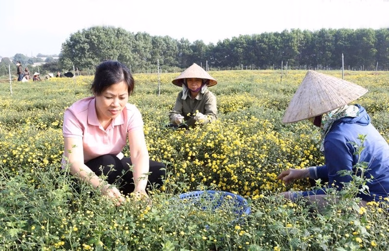 Hà Nội làm nông nghiệp chuỗi: Lúa hữu cơ, dược liệu sạch – lối đi mới có lời