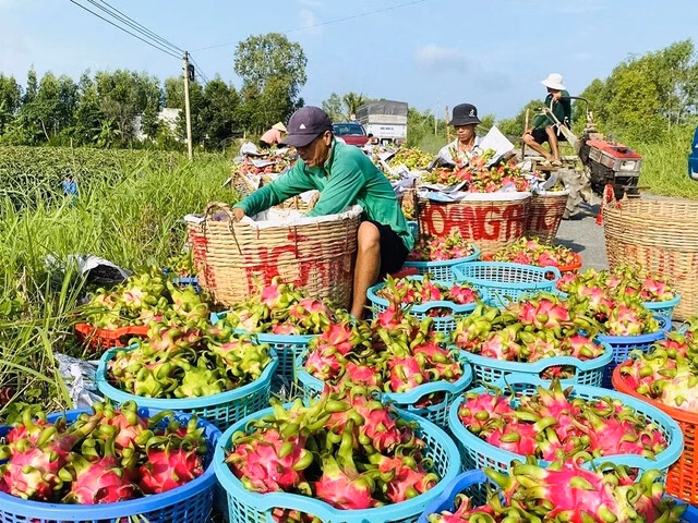 Xuất khẩu nông sản Việt sang châu Âu bị tắc nghẽn