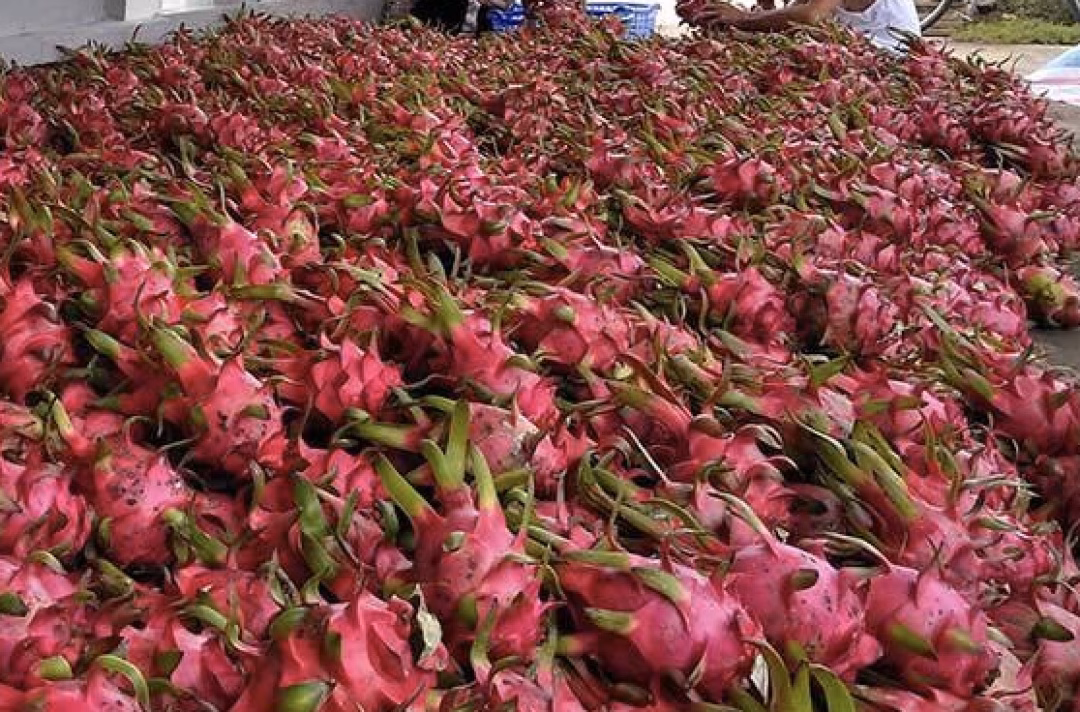 Xuất khẩu thanh long, hồ tiêu ‘tắc’ vì giấy chứng nhận an toàn thực phẩm