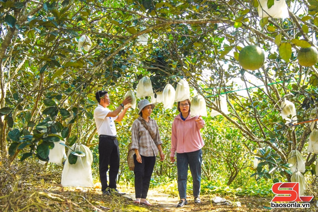 Nông dân sản xuất giỏi giúp nhau làm giàu và giảm nghèo bền vững