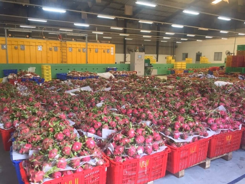 Xuất khẩu nông sản sang EU bị chậm vì thủ tục giấy chứng nhận an toàn thực phẩm