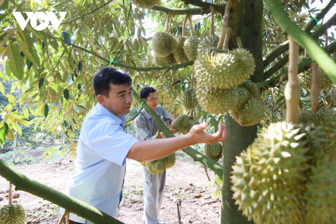 Nhiều nông dân vẫn chưa từng được tập huấn hay cung cấp thông tin cụ thể nào về các chất vàng O, Cadimi, cũng như cách kiểm tra, xử lý ra sao.