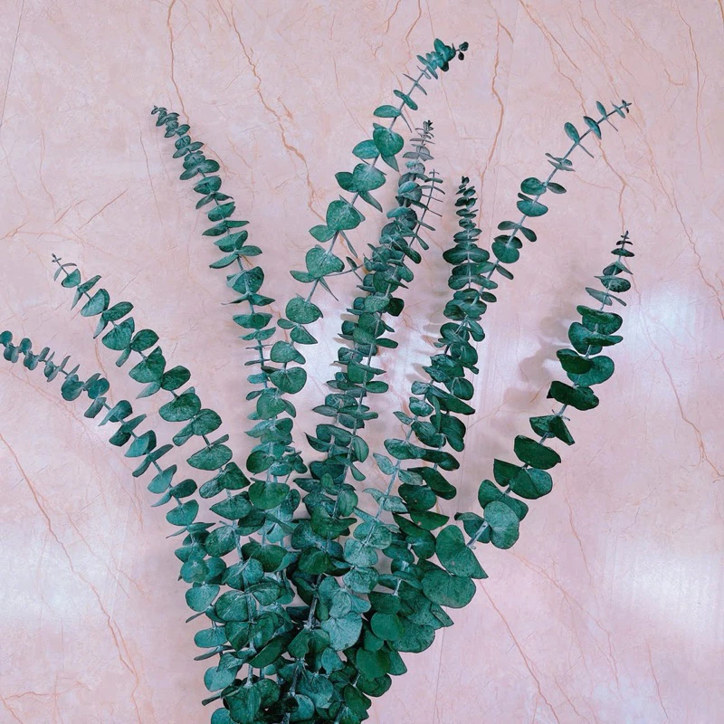 Lá Khuynh Diệp Khô Vĩnh Cữu – Bí Quyết Trang Trí Không Gian Mà Bạn Không Nên Bỏ Qua