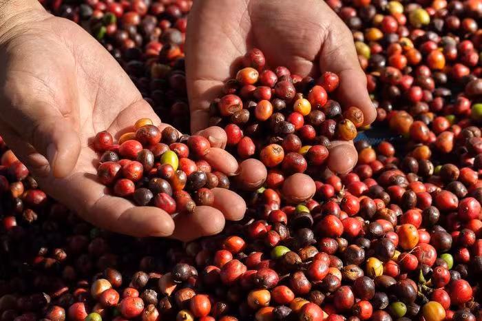 Giá cà phê 10/1/2026: Giảm sâu do chốt lời, dự báo ngắn hạn