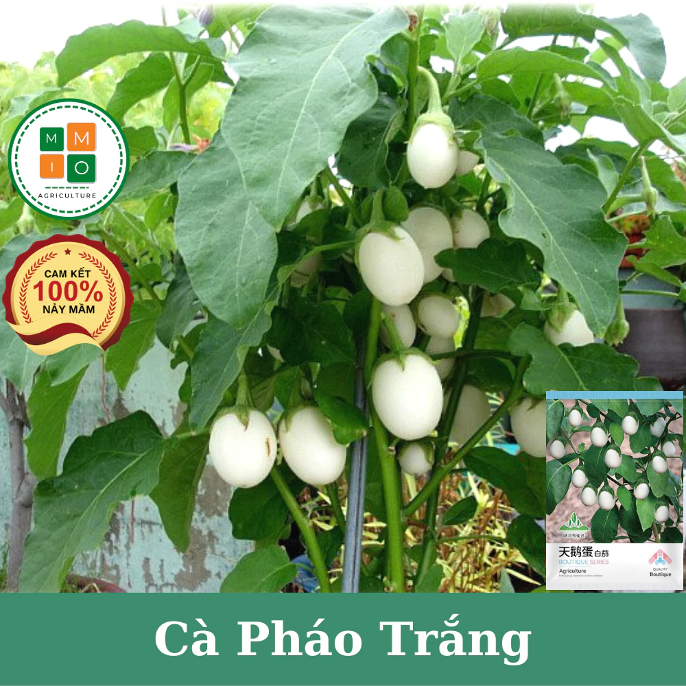 Làm thế nào để hạt giống cà pháo trắng không bị úng nước và đảm bảo năng suất cao?