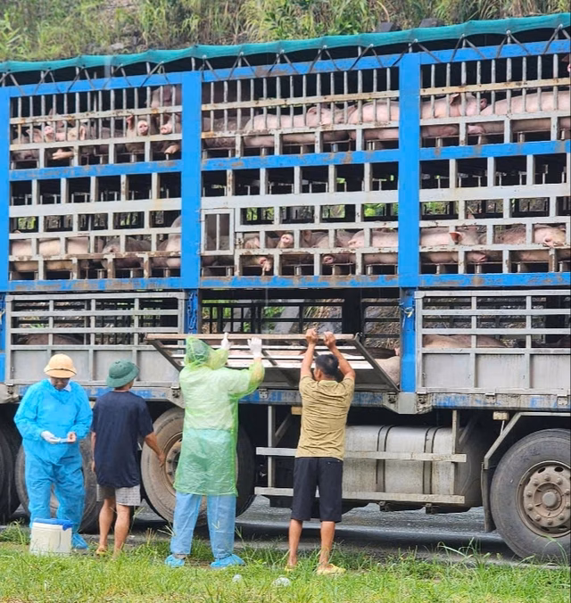 Công an chặn bắt xe tải chở đầy lợn nhiễm bệnh