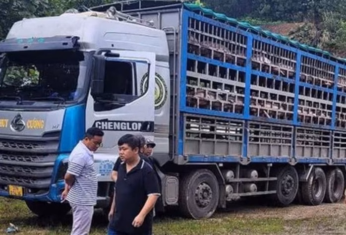 Xe tải chở 14 tấn heo bị dịch tả châu Phi đi tiêu thụ