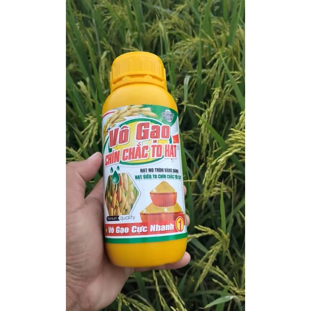 Làm thế nào để tăng năng suất cây trồng với Vô gạo – Chín chắc – To hạt mà không lãng phí?