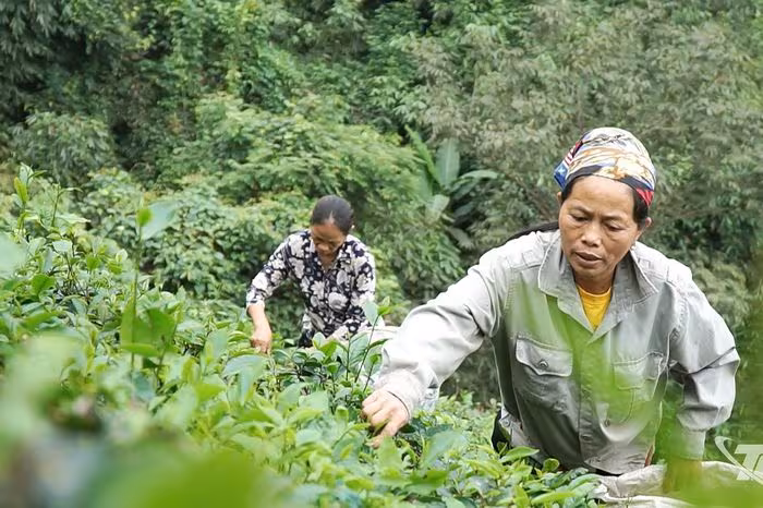 Khám phá chè đông sao suốt Thái Nguyên: Hương vị mùa đông tinh túy