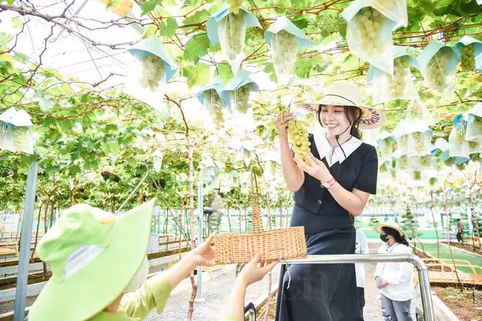 Tết 2026: Du lịch nội địa bùng nổ, Đà Lạt và Phú Quốc dẫn đầu