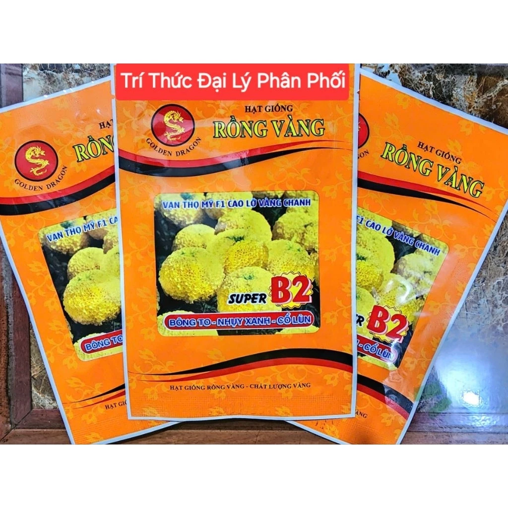 Làm thế nào để hạt giống hoa vạn thọ rồng vàng B2 ra hoa đúng Tết?