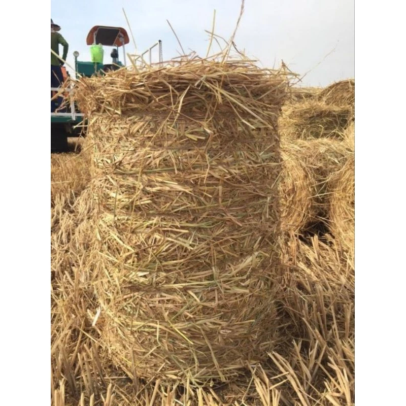 Làm thế nào để bảo quản rơm khô không bị ẩm mốc và mất chất lượng?