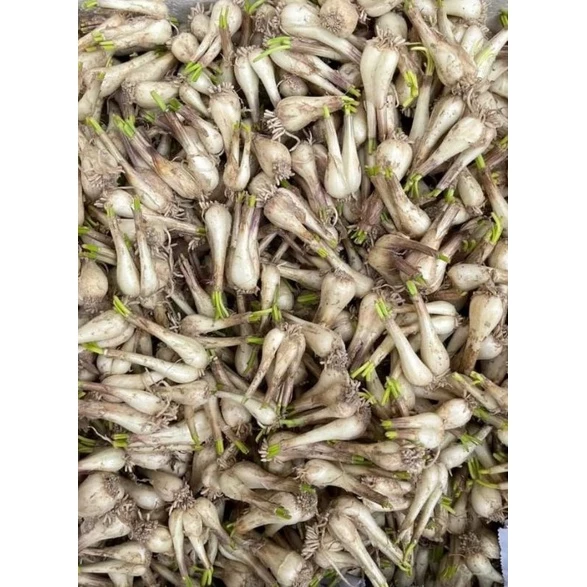 Làm sao để bảo quản củ kiệu quế tép to tươi khô đặc sản Huế không bị ẩm mốc?