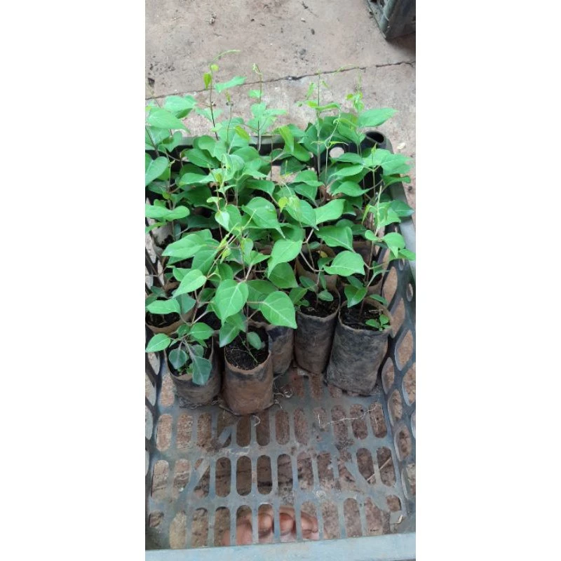 Làm thế nào để chọn 3 bầu cây giống lá giang phù hợp cho khu vườn gia đình?