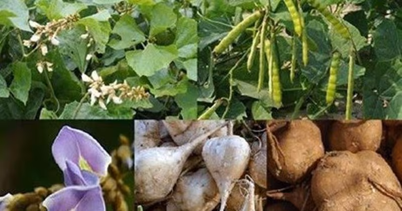 Bộ Y tế điều tra ngộ độc hạt củ đậu Ninh Bình: Nguyên nhân và biện pháp khẩn cấp