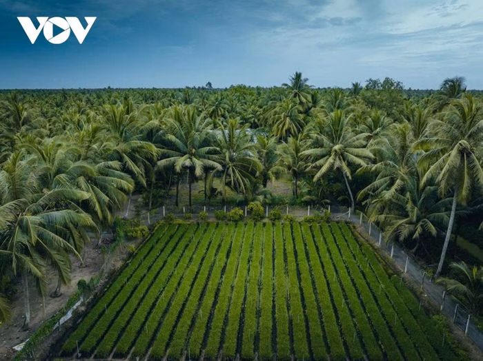 Du kh&aacute;ch tham quan c&aacute;nh đồng hẹ Giồng Bắc