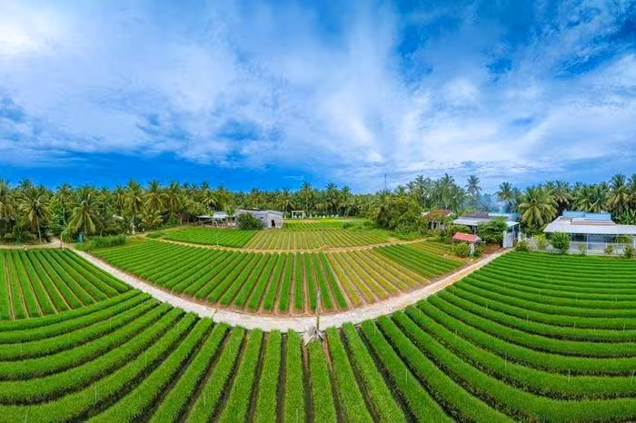 Khám phá cánh đồng hẹ xanh mướt tại Giồng Bắc – Nét đẹp sinh thái và câu chuyện no ấm của nông dân Vĩnh Long