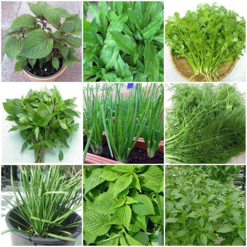 Tôi đã mắc sai lầm khi mua hạt giống rau gia vị, đến khi dùng Combo 9 loại hạt giống Ninseeds thì mọi thứ thay đổi