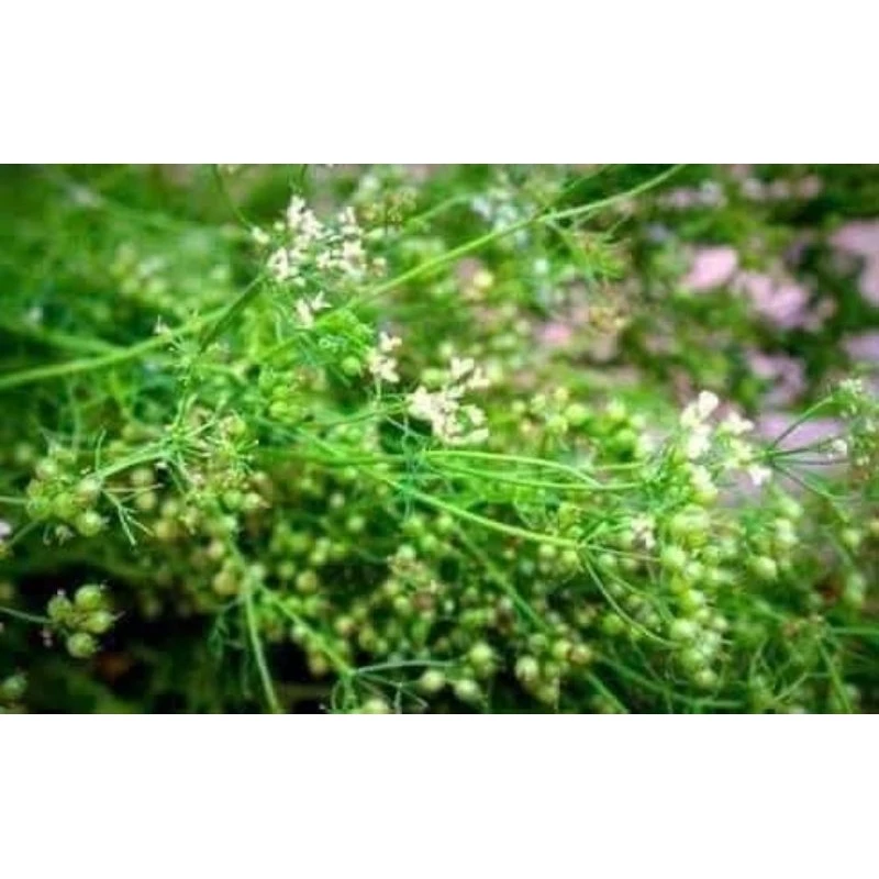 Tắm Cho Bé An Toàn Với Lá Thảo Dược: Những Sai Lầm Phụ Huynh Thường Mắc Phải