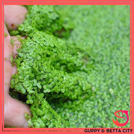 Làm thế nào để bèo tấm thủy sinh thực sự giúp cải thiện chất lượng nước hồ và là nơi trú ẩn lý tưởng cho cá con?