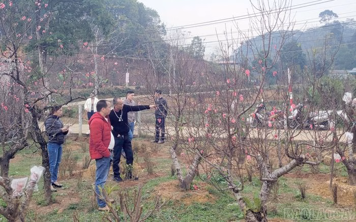 C&acirc;y đ&agrave;o được lựa chọn cho dịp Tết tại Nam Cường