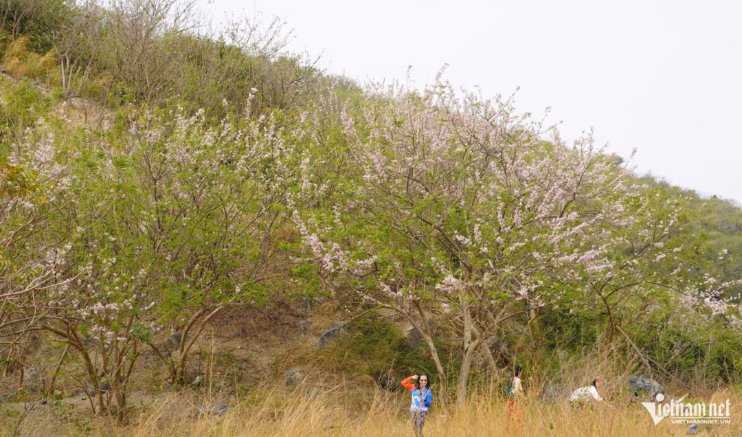 Hoa đỗ mai tại Vũng Tàu Hoa đỗ mai nở rộ trên đồi Con Heo, Vũng Tàu