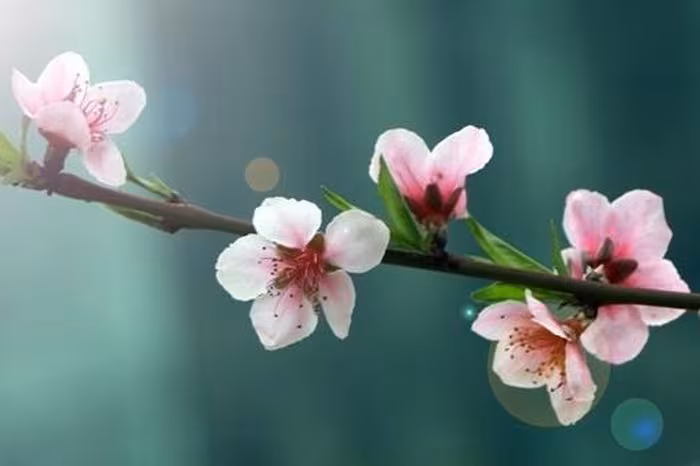 Khám phá Lục Ngạn: Hương vị mùa xuân và những ký ức thơ mộng