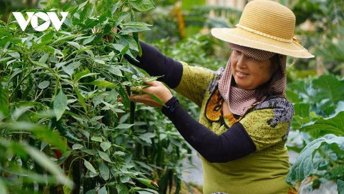 B&agrave; Trịnh Thị Thủy, n&ocirc;ng d&acirc;n sản xuất giỏi tại x&atilde; Định T&acirc;n