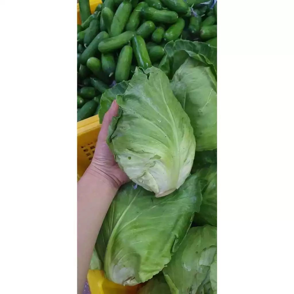 Mua Bắp cải trái tim Kgarden – Nông sản Đà Lạt về mà vẫn bị đắng, bạn đã làm sai điều này?