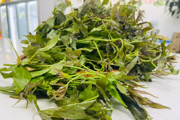 Loại rau được ví như nhân sâm rừng, ăn ngọt hậu và hơi cay, miền Bắc rất ưa chuộng Ở vùng cao, rau này có giá 40.000-50.000 đồng/kg. Ảnh: Đa Nhim Farm