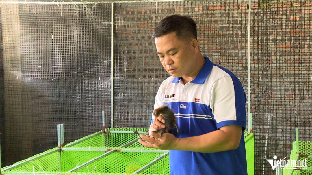Nuôi ‘chim tiến vua’ trong vườn nhà, anh nông dân kiếm bội tiền Sâm cầm thuộc nhóm thủy cầm, có khả năng thích nghi tốt với môi trường nuôi nhân tạo.