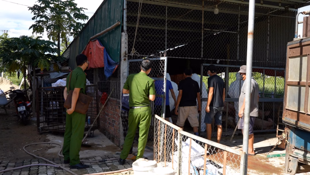 Quảng Ngãi phát hiện cơ sở gom lợn nhiễm dịch tả châu Phi chuẩn bị vận chuyển đi các tỉnh Số lợn bị mắc dịch tả lợn châu Phi. Ảnh: C.A