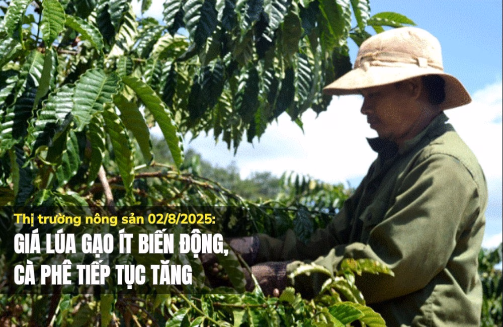 Giá lúa gạo và cà phê biến động nhẹ ngày 3/8 Thị trường nông sản 02/8/2025: Giá lúa gạo ít biến động, cà phê tiếp tục tăng
