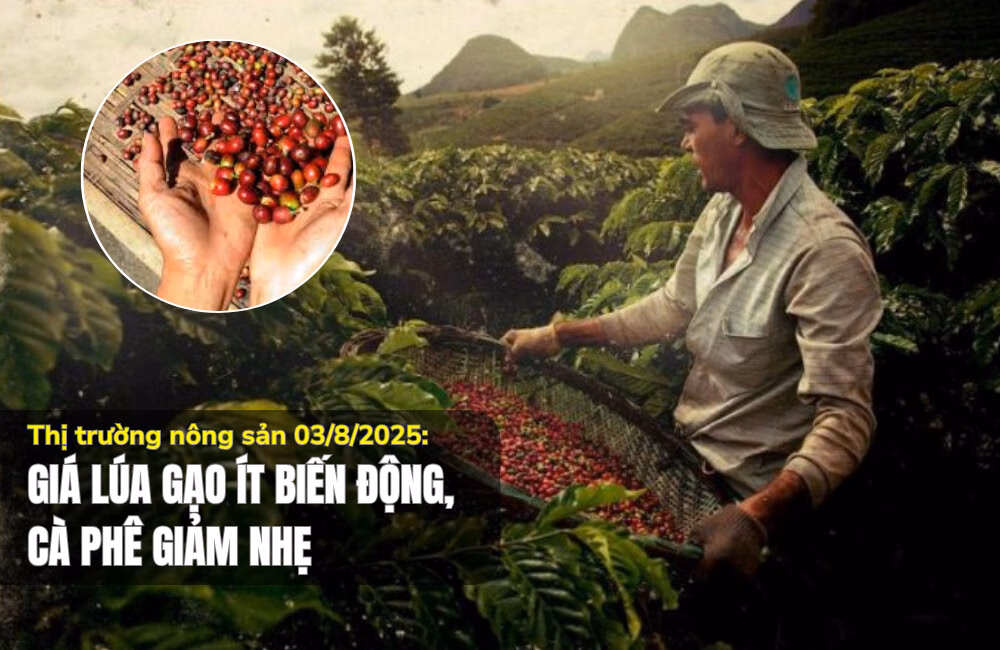 Giá lúa gạo và cà phê biến động nhẹ ngày 3/8 Thị trường nông sản 31/7/2025: Giá lúa gạo ít biến động, cà phê tăng 3 ngày liên tiếp