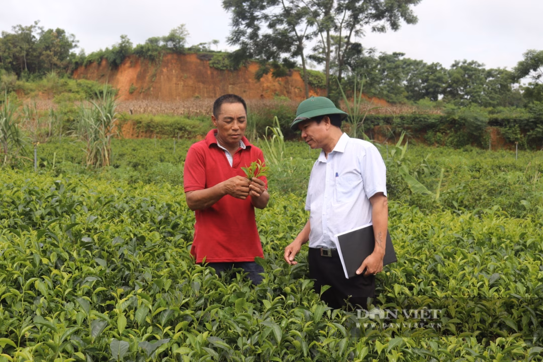 Nhờ chuyển đổi tư duy sản xuất, ứng dụng khoa học kỹ thuật và liên kết tiêu thụ sản phẩm, cây chè Tuyên Quang đã và đang mang lại cuộc sống ấm no cho người nông dân, làm thay đổi diện mạo nông thôn, góp phần từng bước xây dựng quê hương Tuyên Quang ngày càng giàu đẹp. Ảnh: Mùa Xuân. 