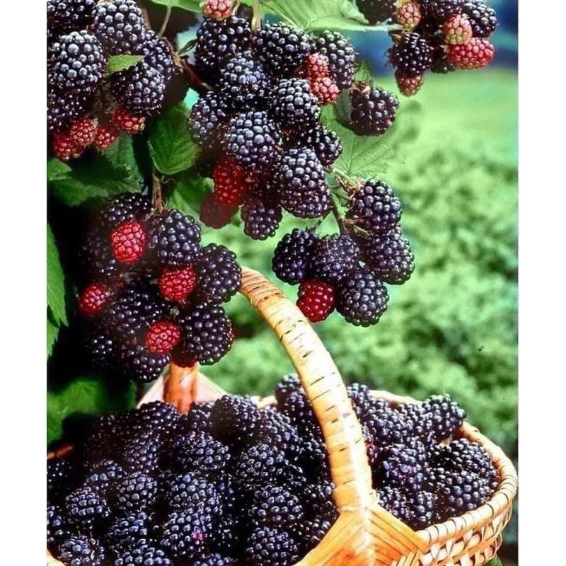 Tôi đã mua cây mâm xôi Phúc Bồn Tử cho con, và đây là những điều tôi ước biết trước khi bắt đầu chăm sóc