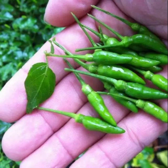 Tôi đã bỏng lưỡi vì ớt xanh Đà Nẵng, đây là bí quyết sử dụng ớt xanh an toàn