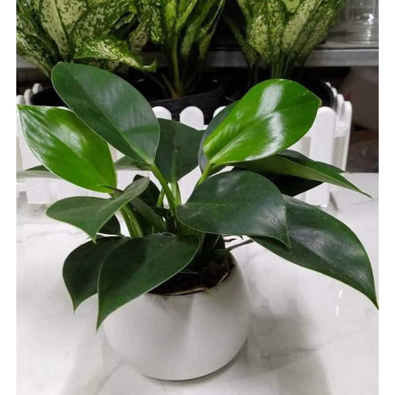 Làm thế nào để cây trầu bà đế vương xanh trên bàn làm việc không bị vàng lá và chết nhanh?