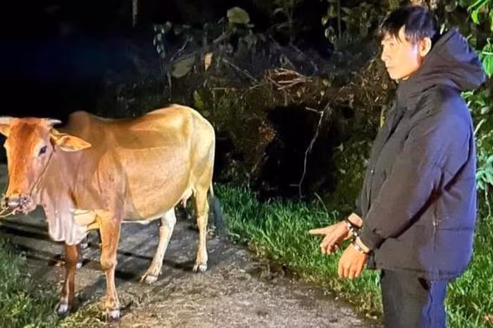 Bò trộm bị bắt: Câu chuyện 2 con bò trị giá 25 triệu đồng tại Đà Nẵng