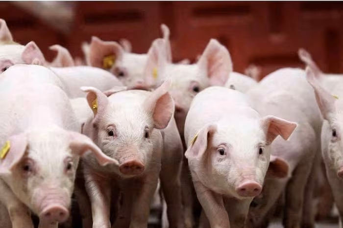 Giá heo hơi 17/1: Miền Bắc neo 76.000 đồng/kg, miền Nam & Trung tăng nhẹ