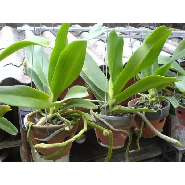 Làm thế nào để cây lan đuôi chồn ra hoa nhiều màu như ý muốn?