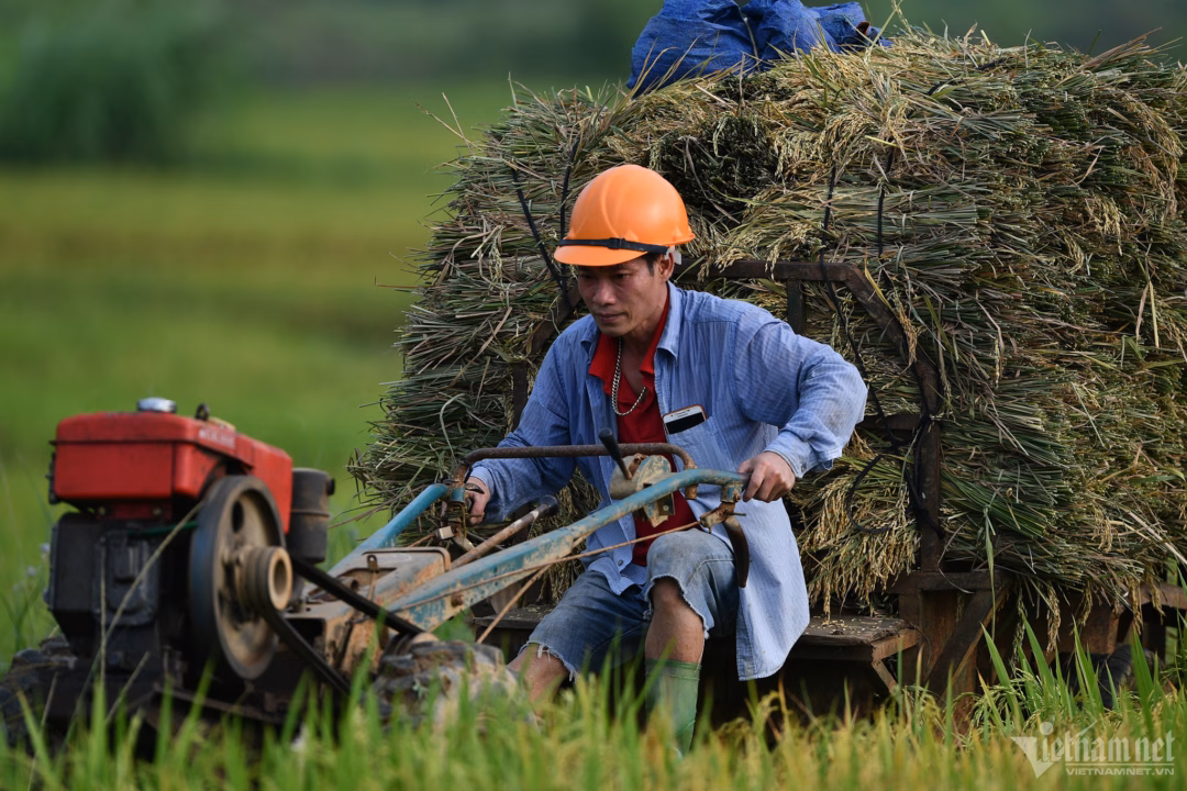 Triển khai đề án 1 triệu ha lúa chất lượng cao tại ĐBSCL Triển khai đề án 1 triệu ha lúa chất lượng cao tại ĐBSCL