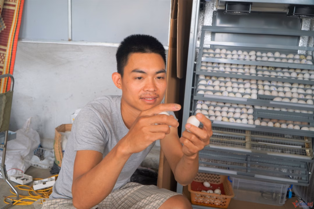 Ấp trứng chim bồ câu Ấp trứng chim bồ câu