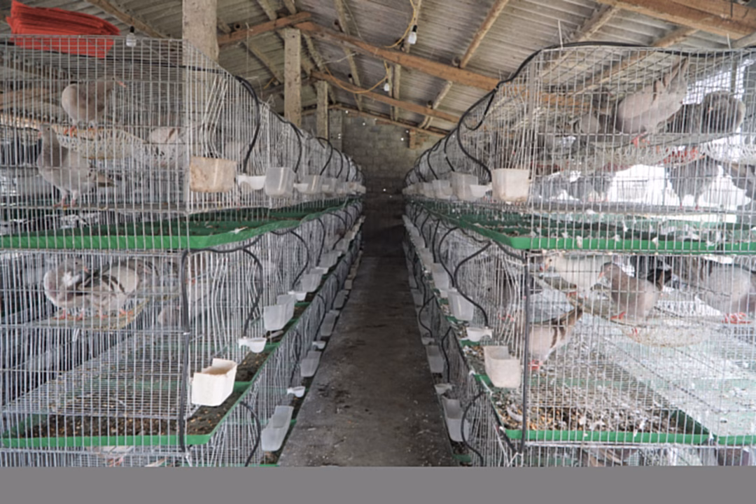 Chuồng trại nuôi chim bồ câu Chuồng trại nuôi chim bồ câu