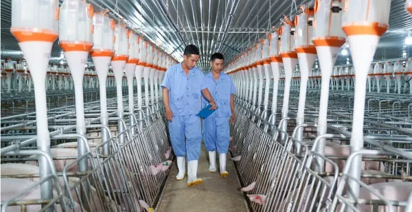 Trang trại chăn nuôi hiện đại Trang trại chăn nuôi hiện đại