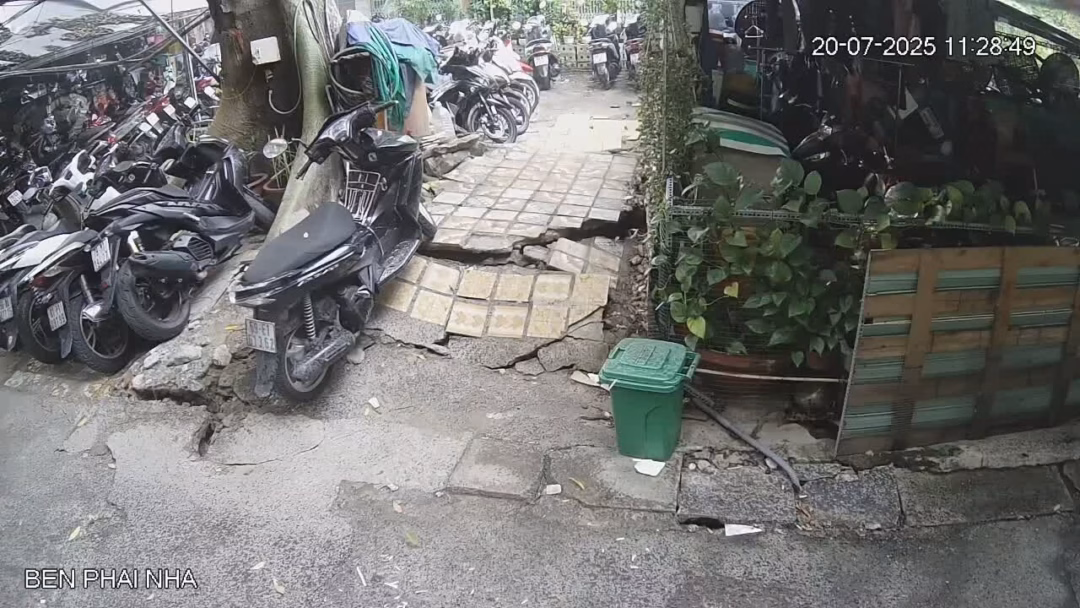 Cây xanh cao khoảng 20 m.